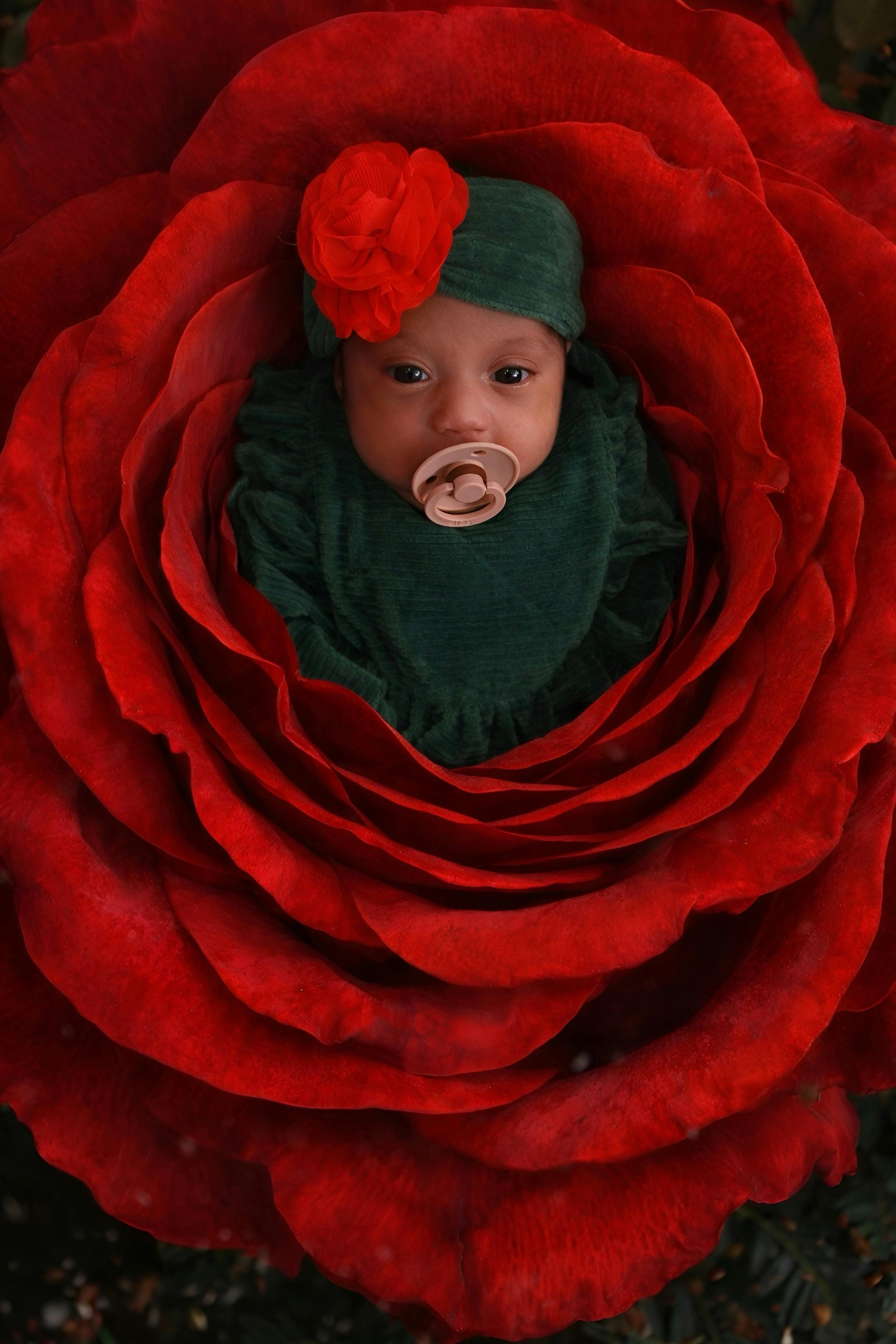 Newborn baby resting inside a giant red rose